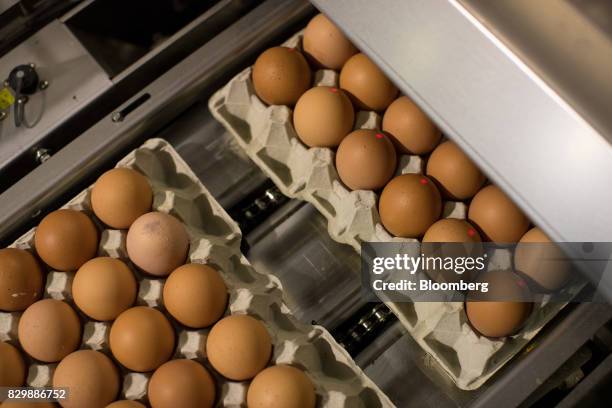 Eggs sit in cardboard packing trays as they pass through a sorting machine in the West Flanders region of Belgium, on Thursday, Aug. 10, 2017. The...
