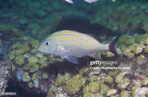 caesar grunt. - caesar grunt stock pictures, royalty-free photos & images