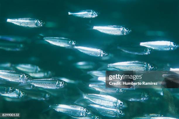 false herring. - arenque fotografías e imágenes de stock