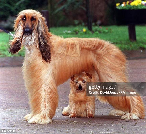 Norfolk Terrier 'Katy', takes shelter from the driving rain under Afghan Hound 'Karnak Willow' during this morning's photocall to publicise this...