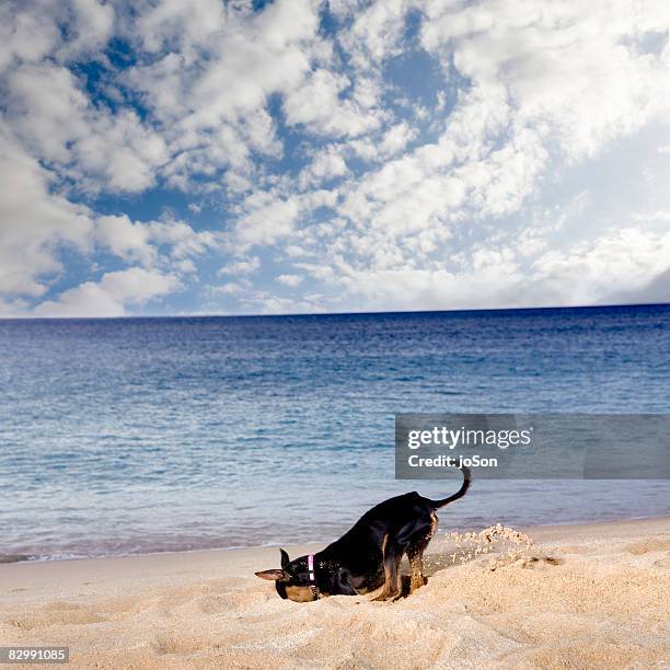 chihuahua digging hole in sand at sunset beach - digging hole stock pictures, royalty-free photos & images