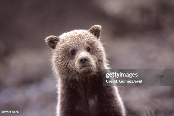 close-up of wild grizzly bear cub - bear cub fotografías e imágenes de stock