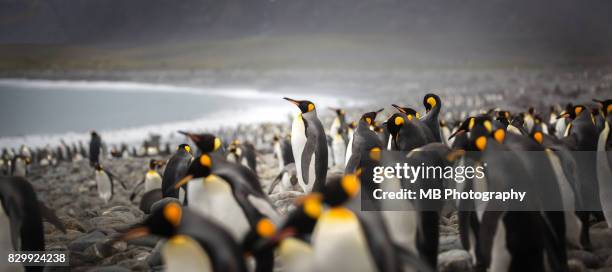 king penguins - south georgia island fotografías e imágenes de stock