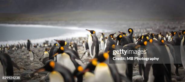 king penguins - king penguin imagens e fotografias de stock