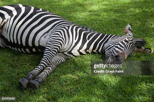 zebra lying down on grass - zebra lying down stockfoto's en -beelden