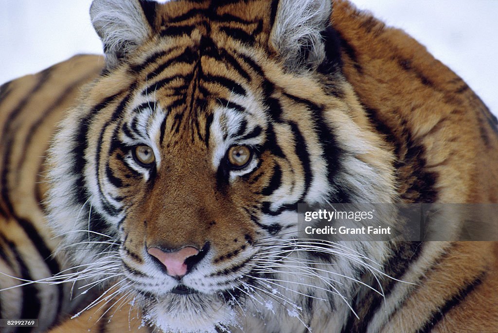 Siberian tiger sitting in snow looking out