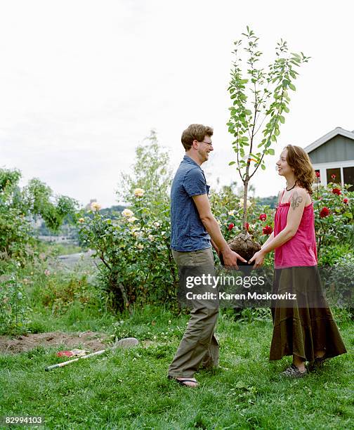 young couple planting tree - companion planting stock pictures, royalty-free photos & images