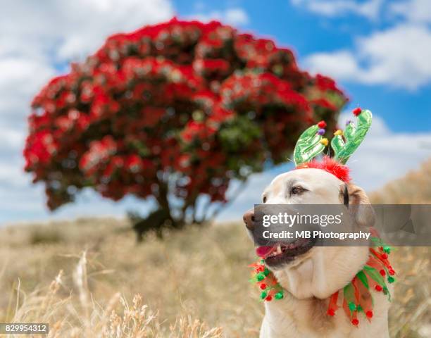 christmas - pohutukawa tree stock pictures, royalty-free photos & images