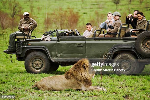 tourists photographing male lion. - animales de safari fotografías e imágenes de stock