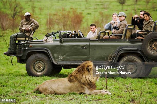 tourists photographing male lion. - réserve de sabi sabi photos et images de collection