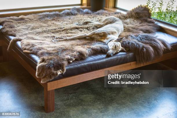 schlafenden windhund-hund liegend auf tierhaut - animal skin rug stock-fotos und bilder