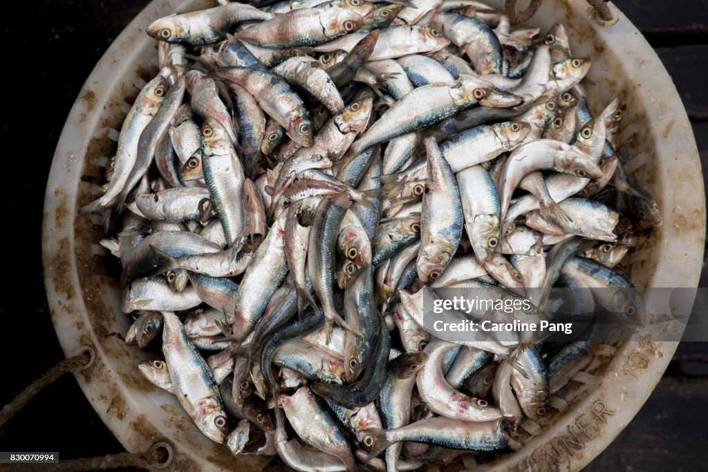 Rotten fish are used as fertiliser for agriculture crops.
