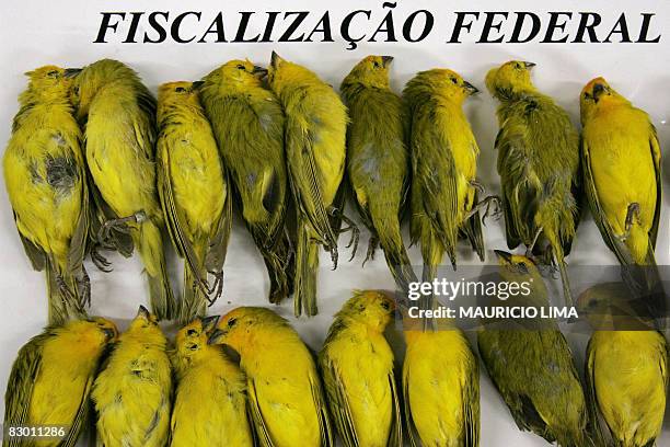 Some of 66 dead canaries are on display at the customs sector of the Guarulhos international airport in Sao Paulo, Brazil, on September 25 prior to...