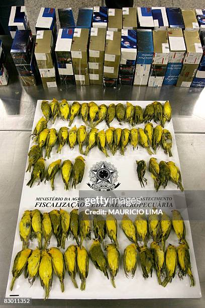 Dead canaries are on display at the customs sector of the Guarulhos international airport in Sao Paulo, Brazil, on September 25 prior to be sent back...