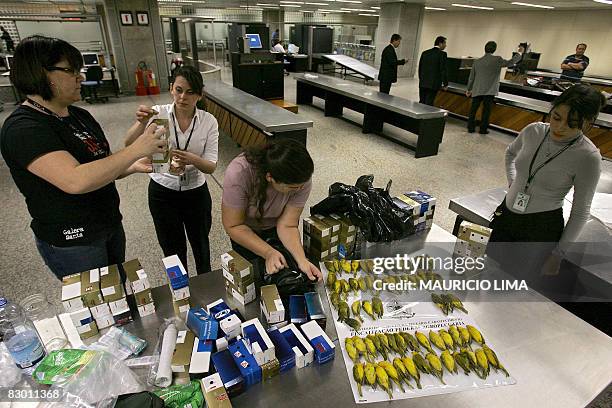 Agents of the Ministry of Agriculture prepare to send back surviving Peruvian canarians next to the bodies of 66 dead canaries on display at the...