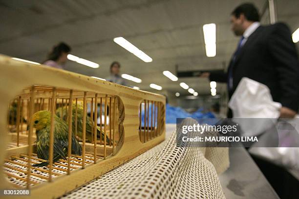 Agents of the Ministry of Agriculture prepare to send back surviving Peruvian canaries as well as the bodies of 66 dead ones on display at the...