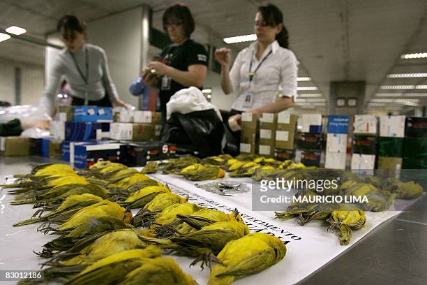Agents of the Ministry of Agriculture prepare to send back surviving Peruvian canaries as well as the bodies of 66 dead ones on display at the...