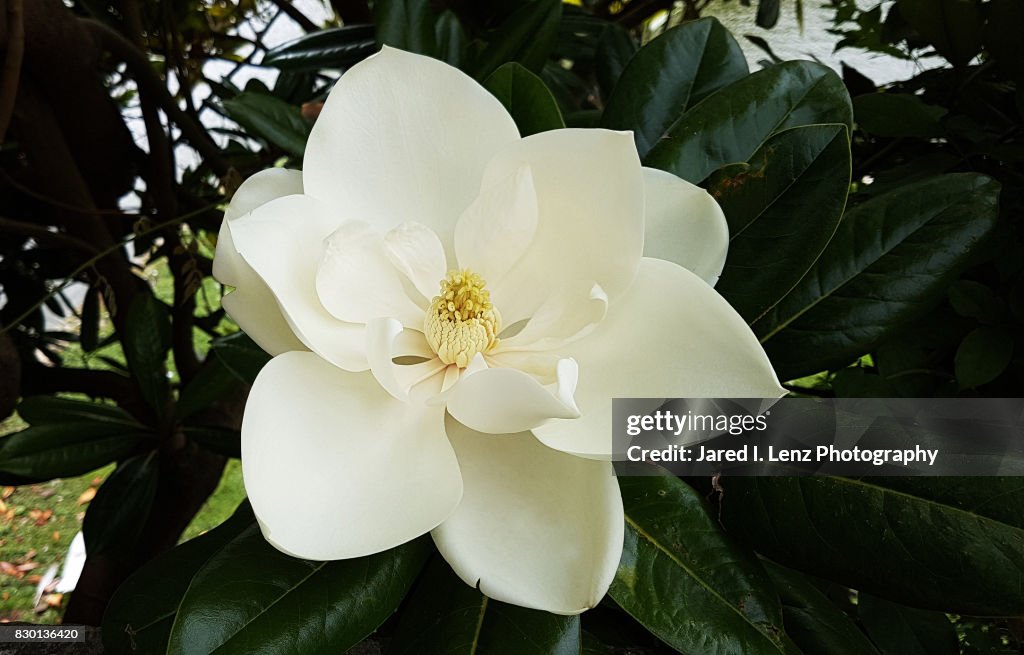 Magnolia