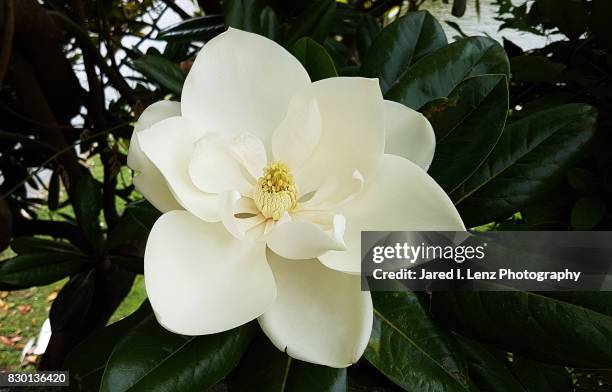 magnolia - magnolia stellata stockfoto's en -beelden