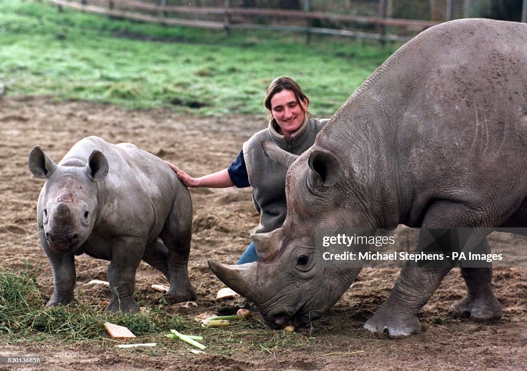 Zoo Keeper with rhinos