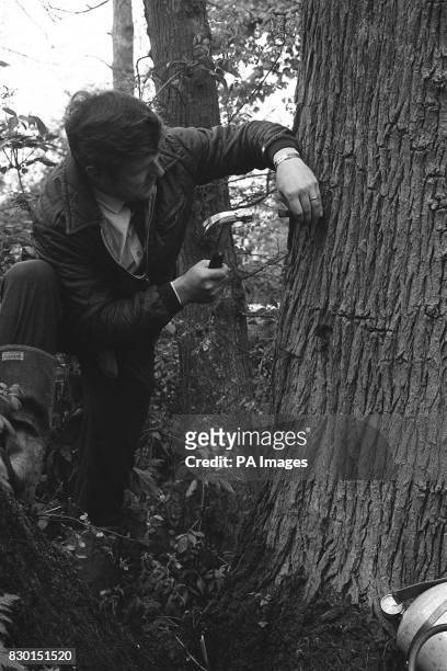Biologist John Tomalin applying to an infected tree at Glaston, near Uppingham, a treatment which claims to be a breakthrough in the fight against...