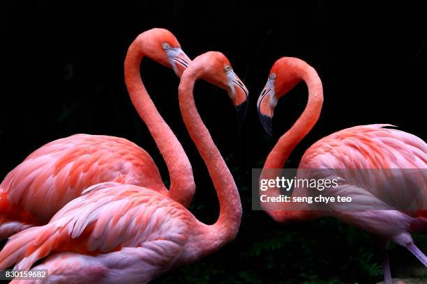 3 flamingo on black - greater flamingo stock pictures, royalty-free photos & images