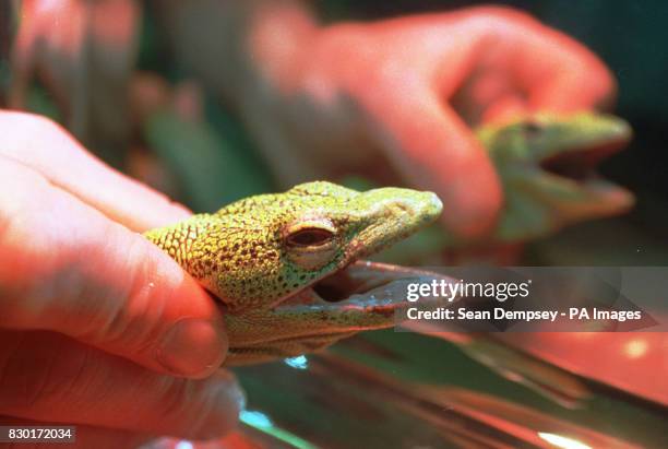 Rare Green Tree Monitor Lizard, nick-named Romeo, by vets at the Animal Health Trust, Newmarket, where it underwent revolutionary micro surgery to...