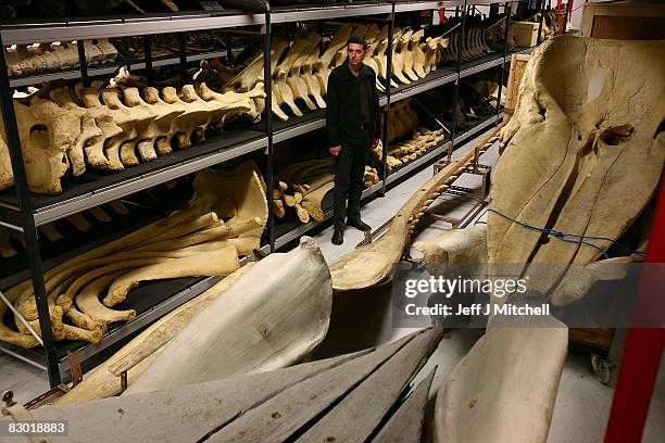 Stephen Allen the head of learning and programmes at the National Museum of Scotland examines a sperm whale scull at the museums collection centre on...