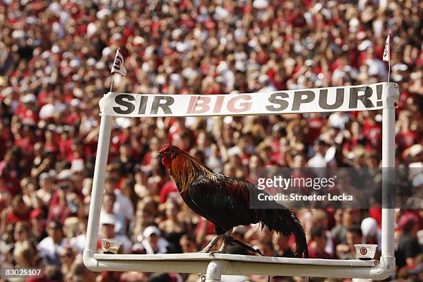 Mascot Sir Big Spur of the South Carolina Gamecocks during the game against the Georgia Bulldogs at Williams-Brice Stadium in Columbia, South...