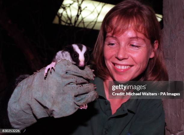 Andrea Mckenna, a senior keeper at London Zoo, with the world's first striped possum to be born in captivity. When the possum was born it was only...
