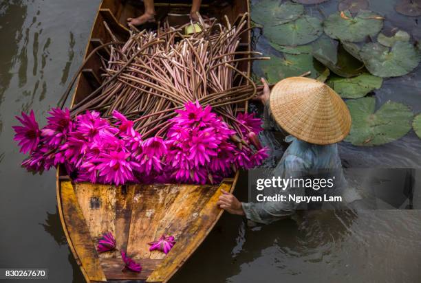 harvest season - mekong river stock-fotos und bilder