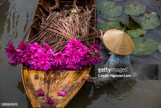 harvest season - mekong delta photos et images de collection