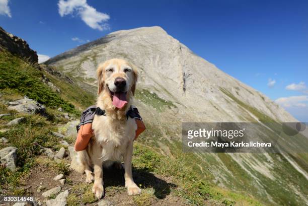 Happy golden retriever with backpack in a mountain