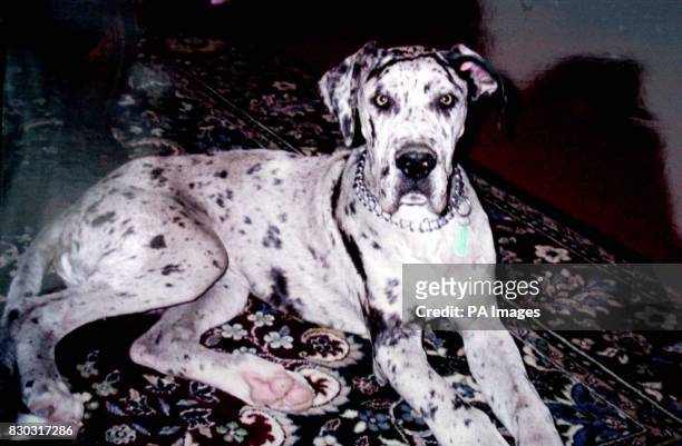 Undated collect photo of Great Dane 'Zeus'. A family suspects that Zeus was shot dead and taken away while they were out. Charles Bean his wife...