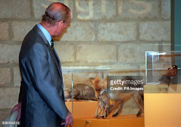 Prince Philip admires a stuffed fox with a young kangaroo in its mouth, during a visit to the Tidbinbilla Nature Reserve, outside Canberra.