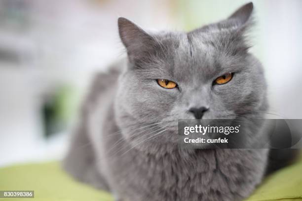 boos kat op de stoel - chartreux cat stockfoto's en -beelden