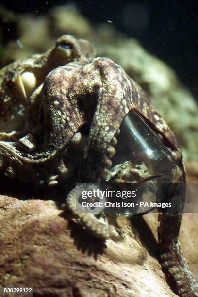 209 Octopus Using Tool Stock Photos, High-Res Pictures, and Images ...