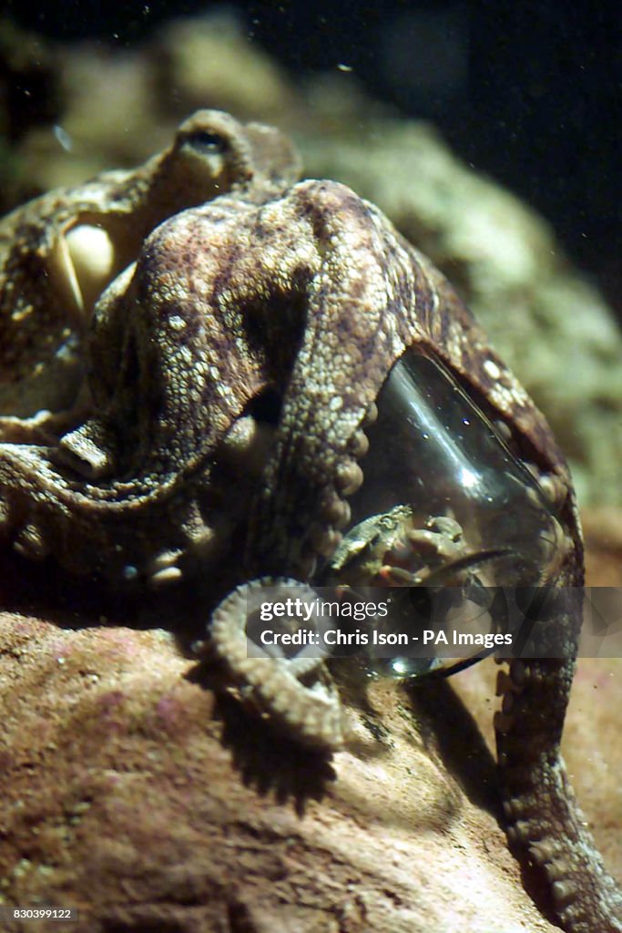 Octopus Sea Life Centre