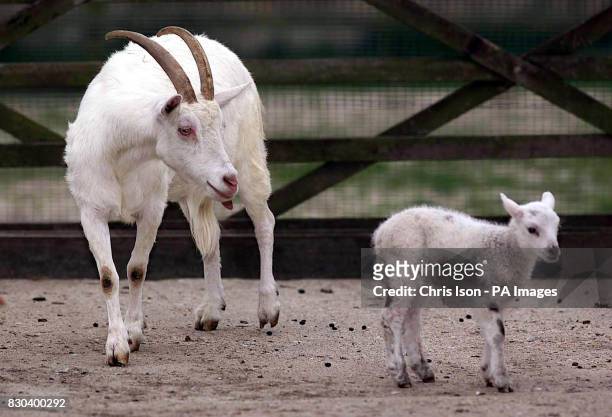 Cilla, a month old female lamb born with Molly an 18 year old goat at the Carla Lane's animal sanctuary in Horstead Keynes, West Sussex. * According...