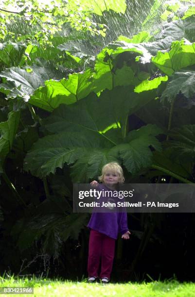 The wet summer is not a problem for Georgia Barrett as she shelters under the cover of a 'Gunnera Manecata' at Chartwell House in Kent. The plant...