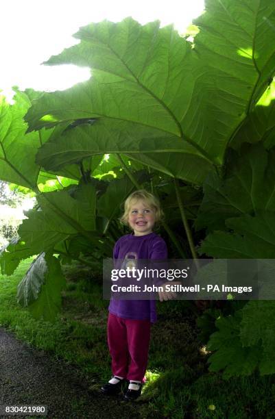 The wet summer is not a problem for Georgia Barrett as she shelters under the cover of a 'Gunnera Manecata' at Chartwell House in Kent. The plant...