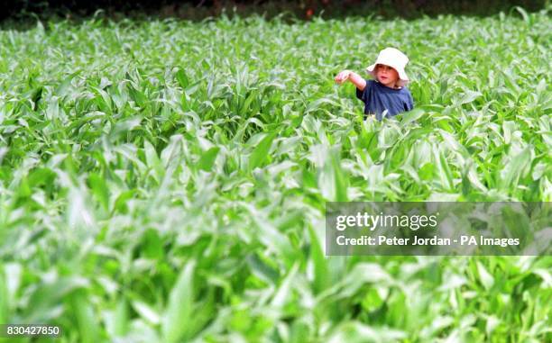 Tom Spofforth aged 4 from Storrington, West Sussex in the castle maize maze at Tulleys farm, Turners Hill near Crawley. The giant maze boasts three...