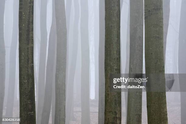 close-up of european beech trees (fagus sylvatica), jasmund national park, ruegen, mecklenburg-vorpommern, germany - deutschland wald winter stock-fotos und bilder