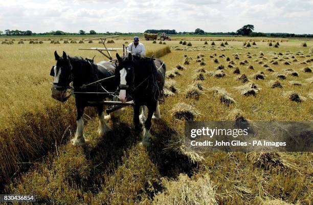 Farmer Geoffrey Morton uses traditional methods on his farm at Holme on Spalding Moor near York. Cutting the sixty acres of cereals on his farm with...