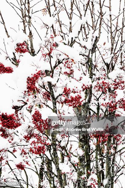 snow laden berries on a sorbus bush in winter - fruit laden trees 個照片及圖片檔
