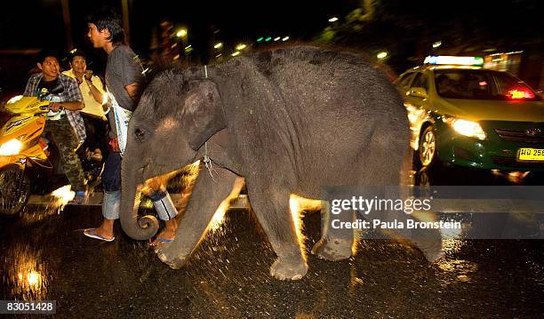 Mahout walks a baby elephant across the city streets at night September 27, 2008 in Bangkok, Thailand. While the elephant is a symbol of Thailand, it...