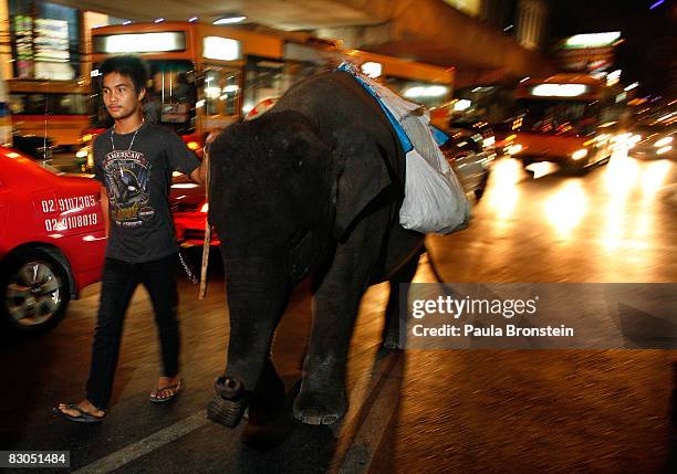 Jae, a mahout walks a 3-year-old elephant named Pong Paeng down a busy street September 25, 2008 in Bangkok, Thailand. While the elephant is a symbol...