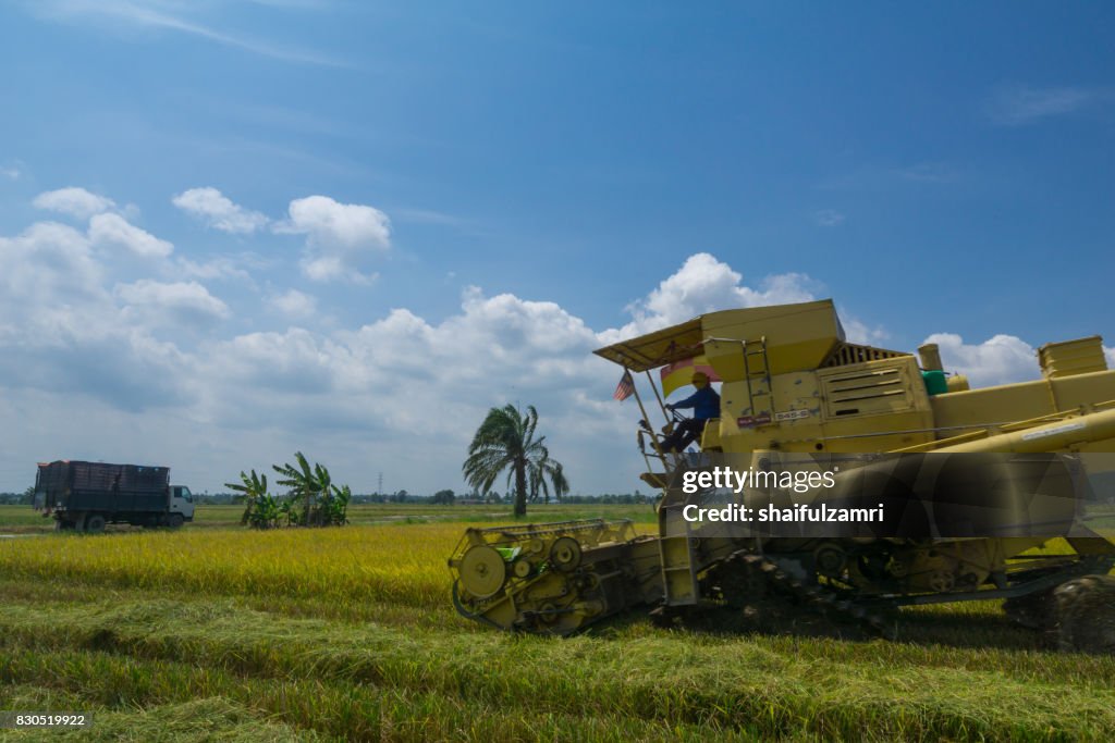 Farmer uses machine to harvest rice on paddy field in Sabak Bernam on July, 2017. Sabak Bernam is one of the major rice supplier in Malaysia.