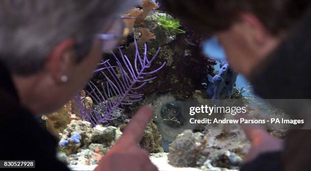 Visitors look at Florence, a common octopus, who has given birth to eight babies in her aquarium at the Fakenham Garden centre in Norfolk - and now...