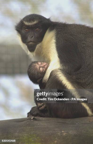 Diana Monkey cradles her 4-day-old baby at Chessington World of Adventure. Keepers discovered the baby on Valentine's Day 2001, but have not been...